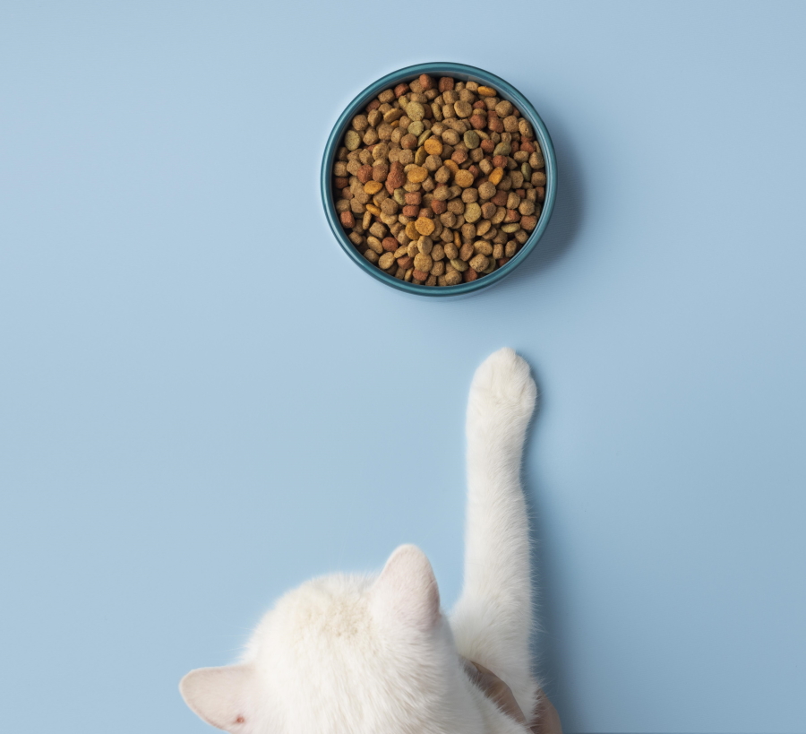 איך בוחרים מזון איכותי לחתולים?